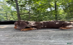 Miniature Dachshund dogs for sale: Duchess - Image 2