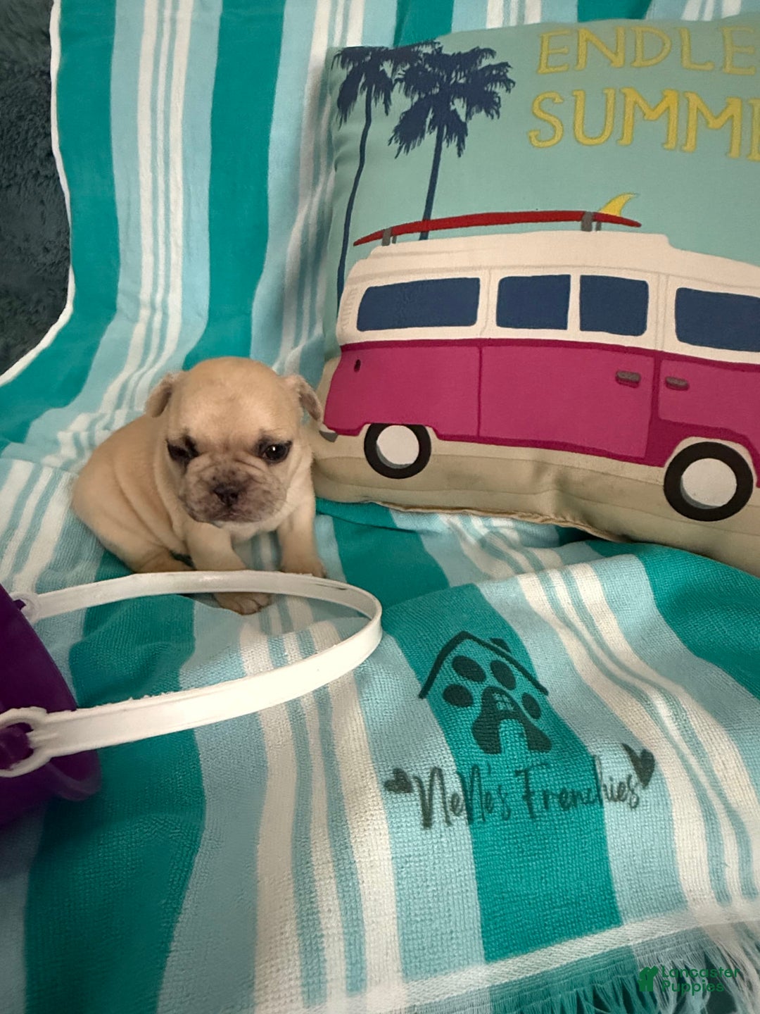 French Bulldog dogs for sale: Akc Cream Black Mask Spot - Image 13
