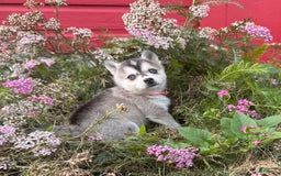 Alaskan Klee Kai dogs for sale: Blue Kiya - Image 1