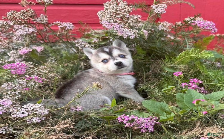 Alaskan Klee Kai dogs for sale - Ad 5
