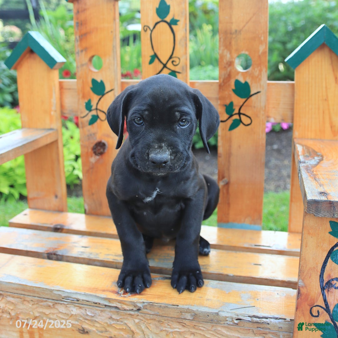 Cane Corso dogs for sale: Kylie - Image 3