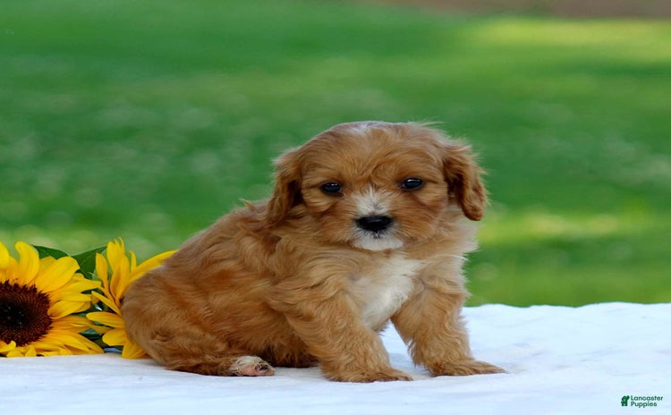 Cavapoo dogs for sale - Ad 2