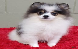 Pomeranian dogs for sale: Topper - Image 6