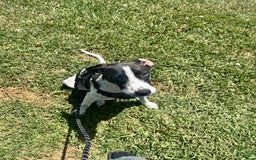 German Shorthaired Pointer dogs for sale: Bently - Image 1