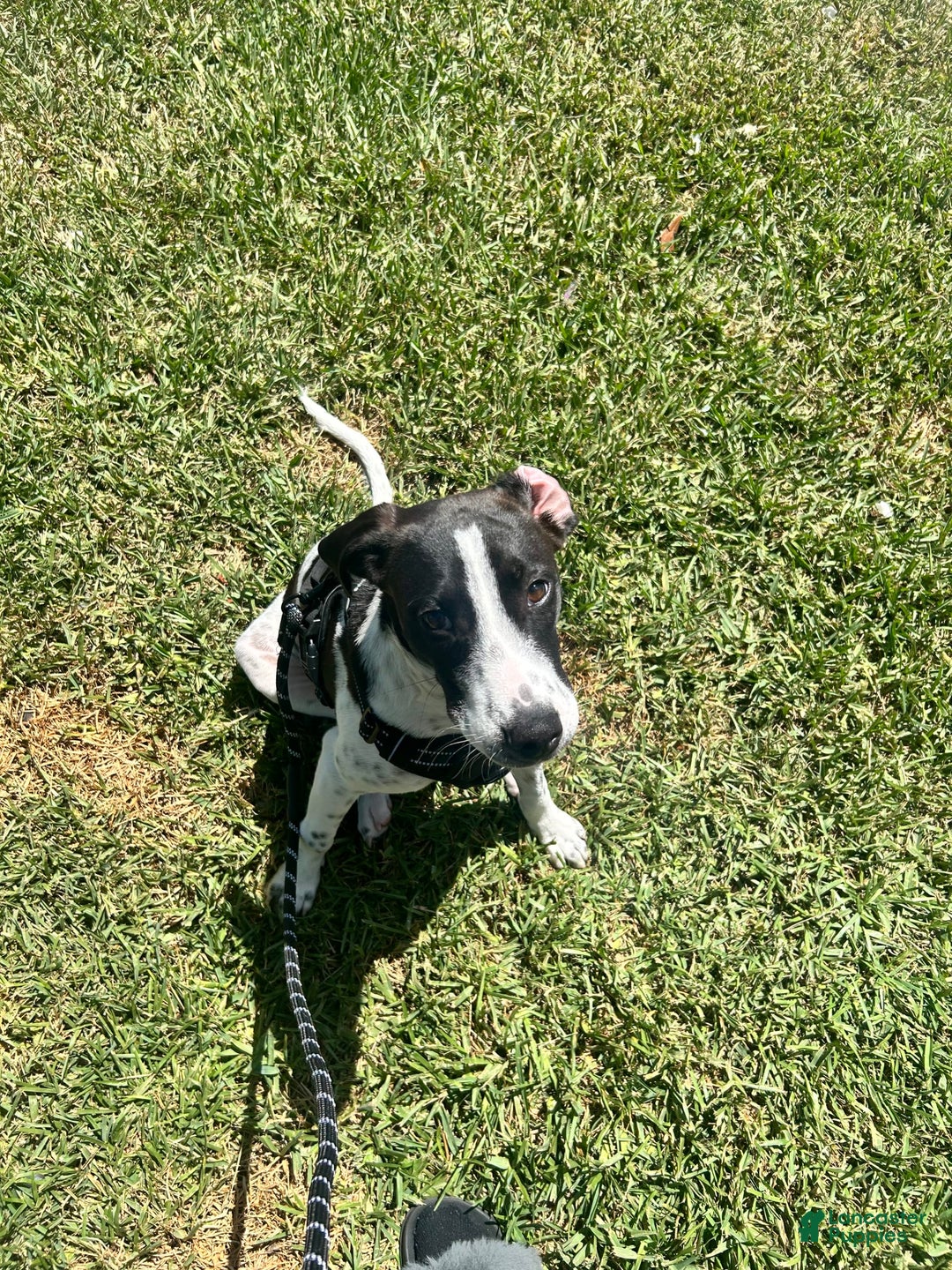 German Shorthaired Pointer dogs for sale: Bently - Image 1