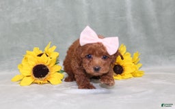 Miniature Poodle dogs for sale: Val - Image 4