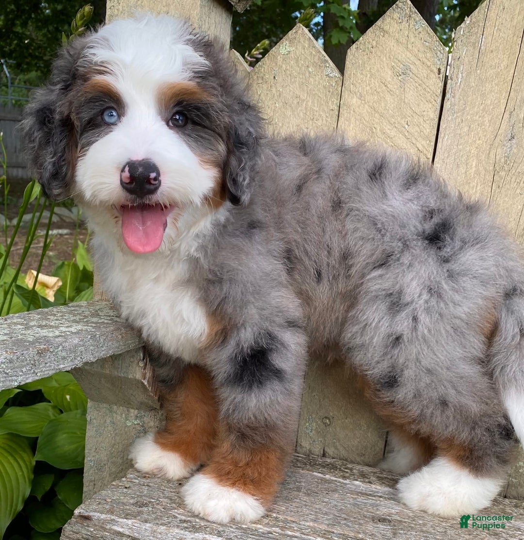 Mini Bernedoodle dogs for sale: 💙 In Boston Massachusetts 💙 One Blue Eye 💙 Mini Bernedoodle 💙 - Image 1