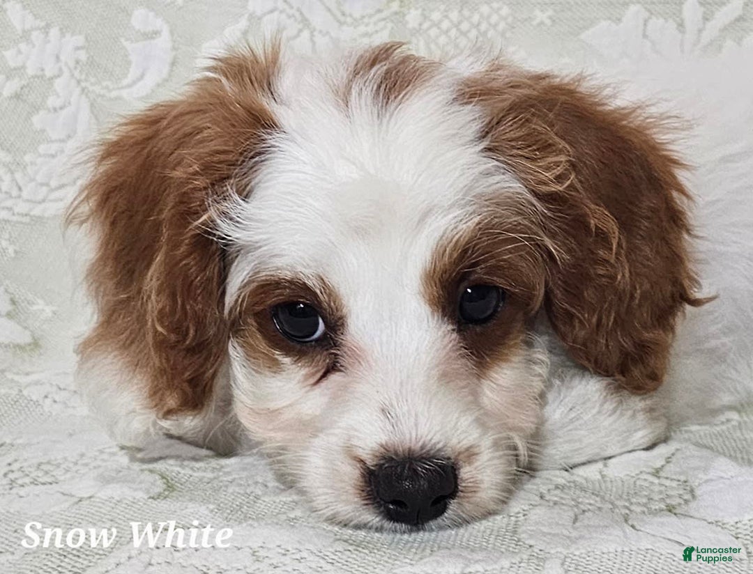 Cavapoo dogs for sale: Cavapoo 2 puppies - Image 3