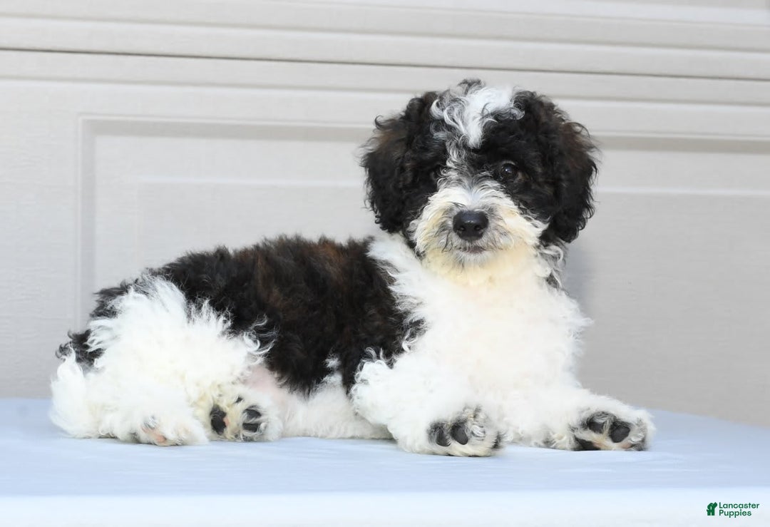 Maltipoo dogs for sale: Marshall - Image 2