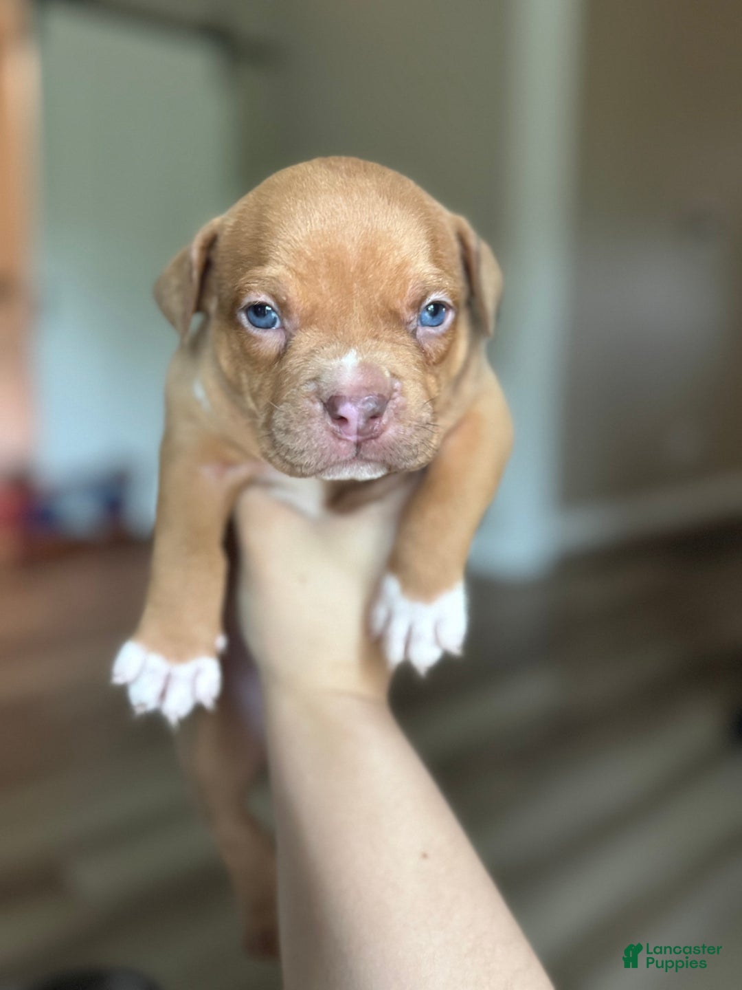 American Bully dogs for sale: No Name - Image 1