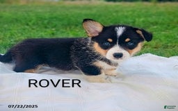 Welsh Corgi Pembroke dogs for sale: Rover - Image 4
