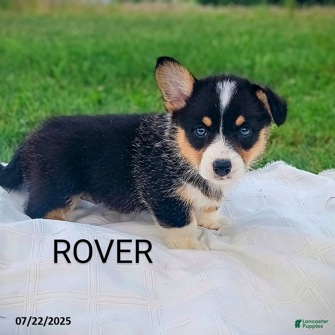 Welsh Corgi Pembroke dogs for sale: Rover - Image 4