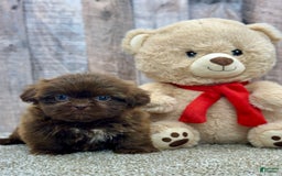 Shih Tzu dogs for sale: Sugar - Image 1