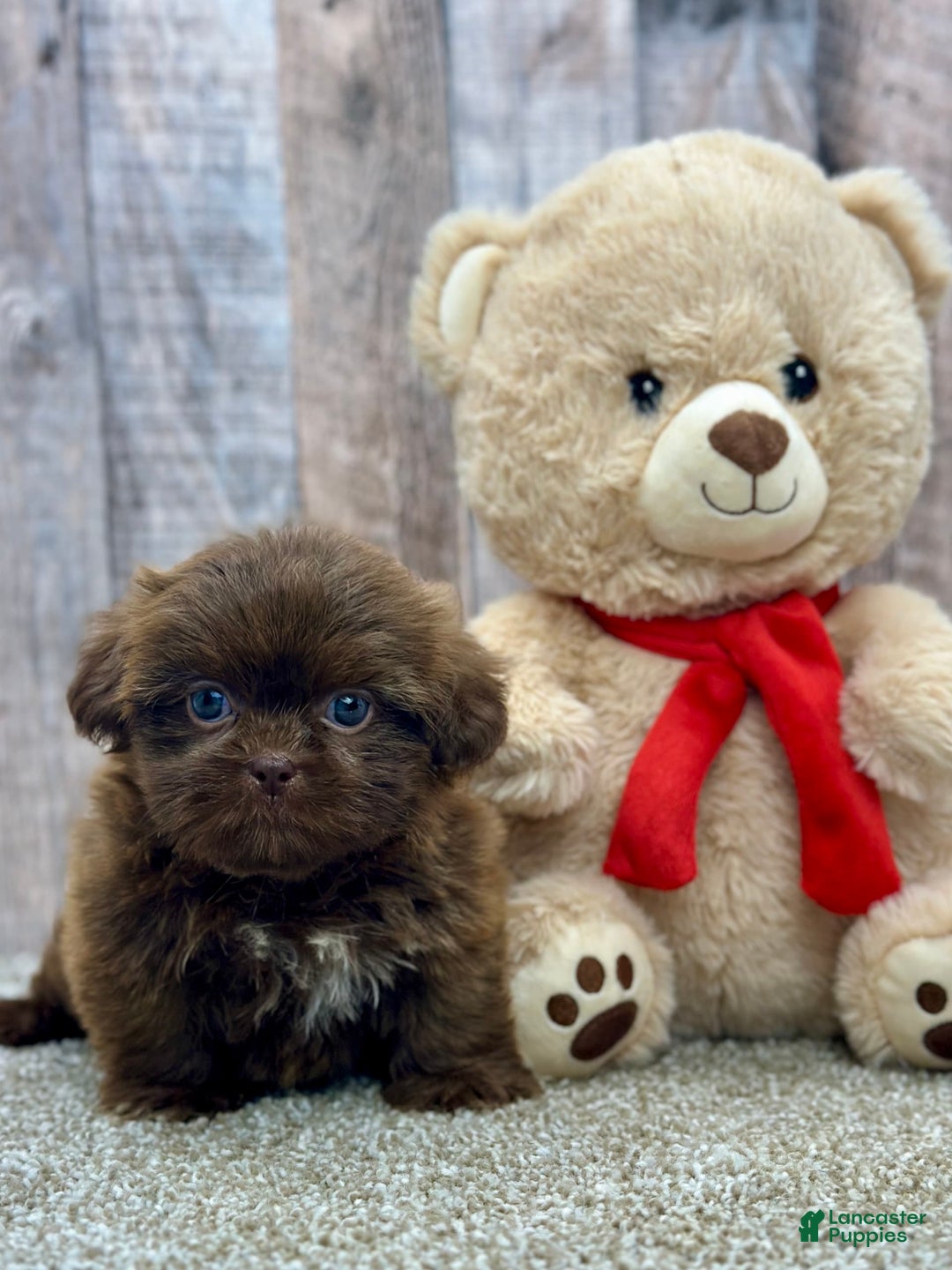 Shih Tzu dogs for sale: Sugar - Image 1