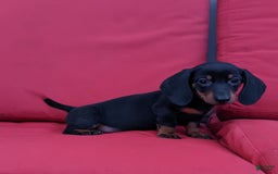 Miniature Dachshund dogs for sale: Freddie - Image 11