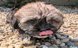 Lhasa Apso dogs for sale: Smokey - Image 6