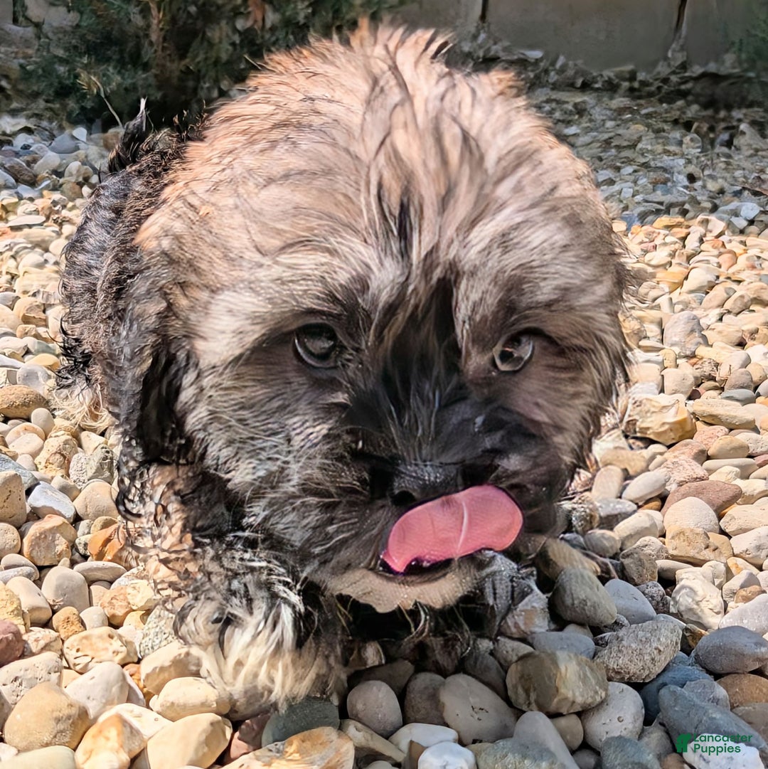 Lhasa Apso dogs for sale: Smokey - Image 6