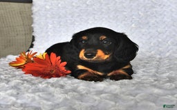Miniature Dachshund dogs for sale: Krista - Image 2