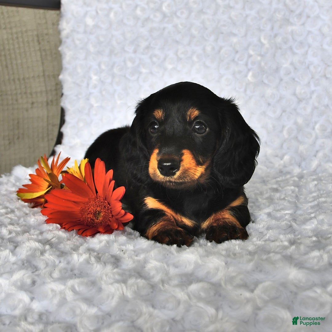 Miniature Dachshund dogs for sale: Krista - Image 2