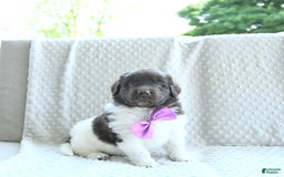 Newfoundland dogs for sale: Jade - Image 12
