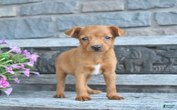 Toy Fox Terrier dogs for sale: Lucas - Image 3