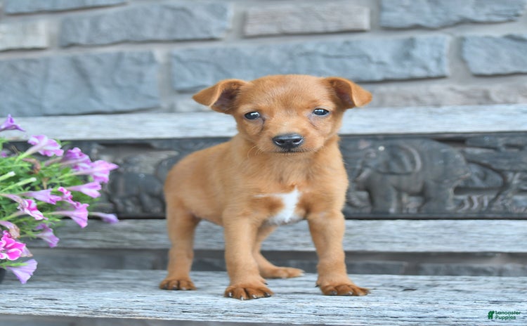 Toy Fox Terrier dogs for sale - Ad 3