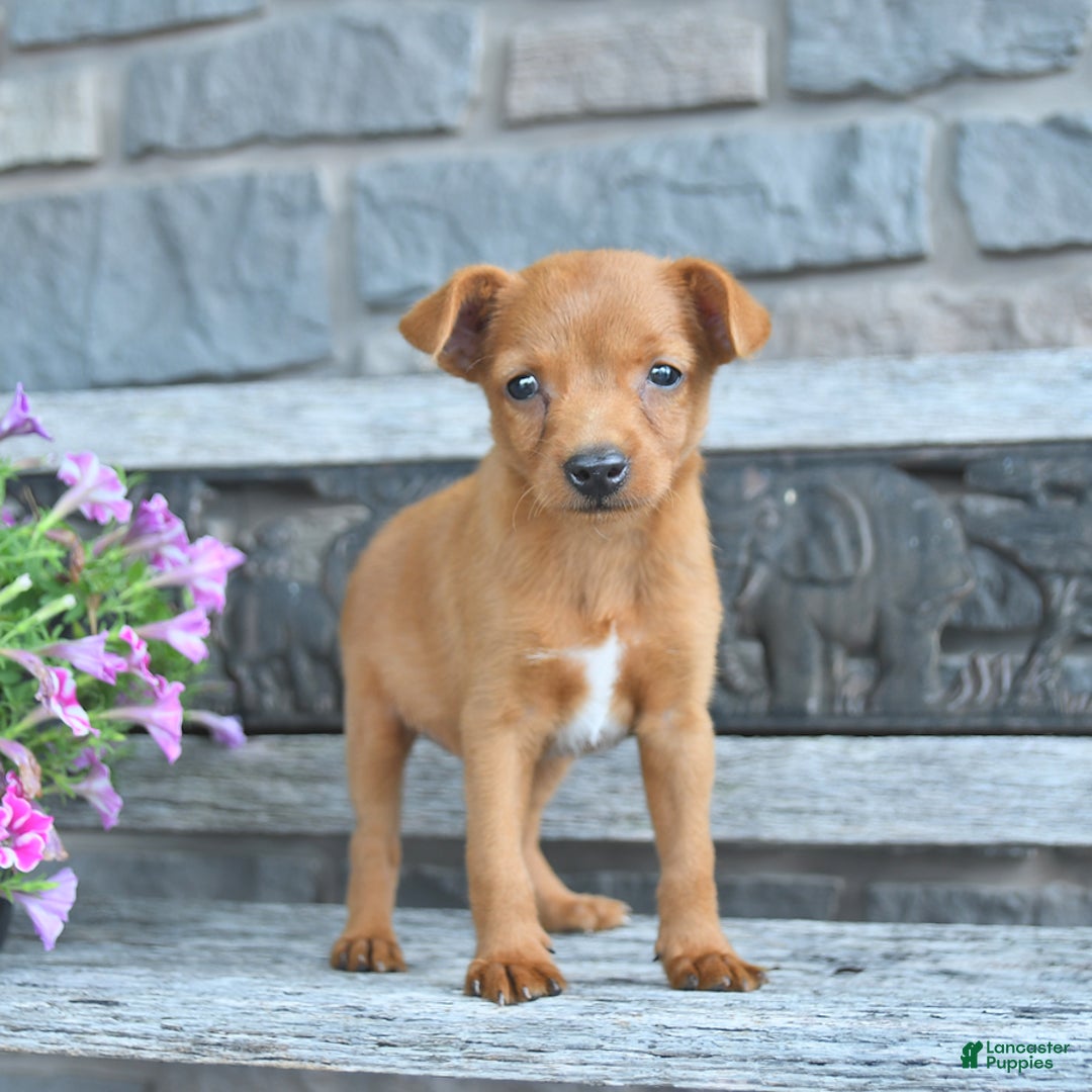 Toy Fox Terrier dogs for sale: Lucas - Image 3
