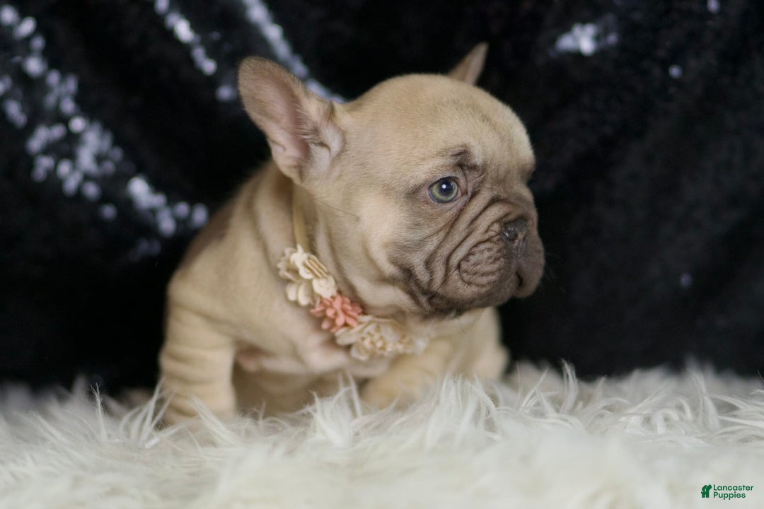 French Bulldog dogs for sale: Hazelnut - Image 4