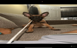 Belgian Malinois dogs for sale: Rex - Image 1