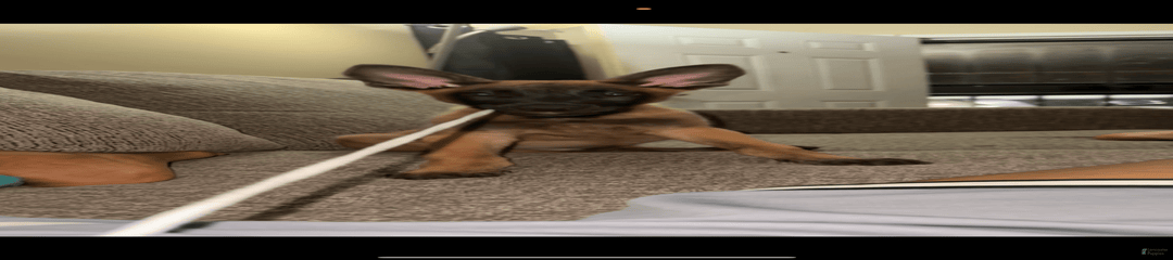 Rex