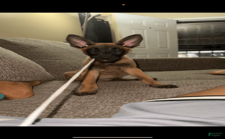 Belgian Malinois dogs for sale - Ad 1