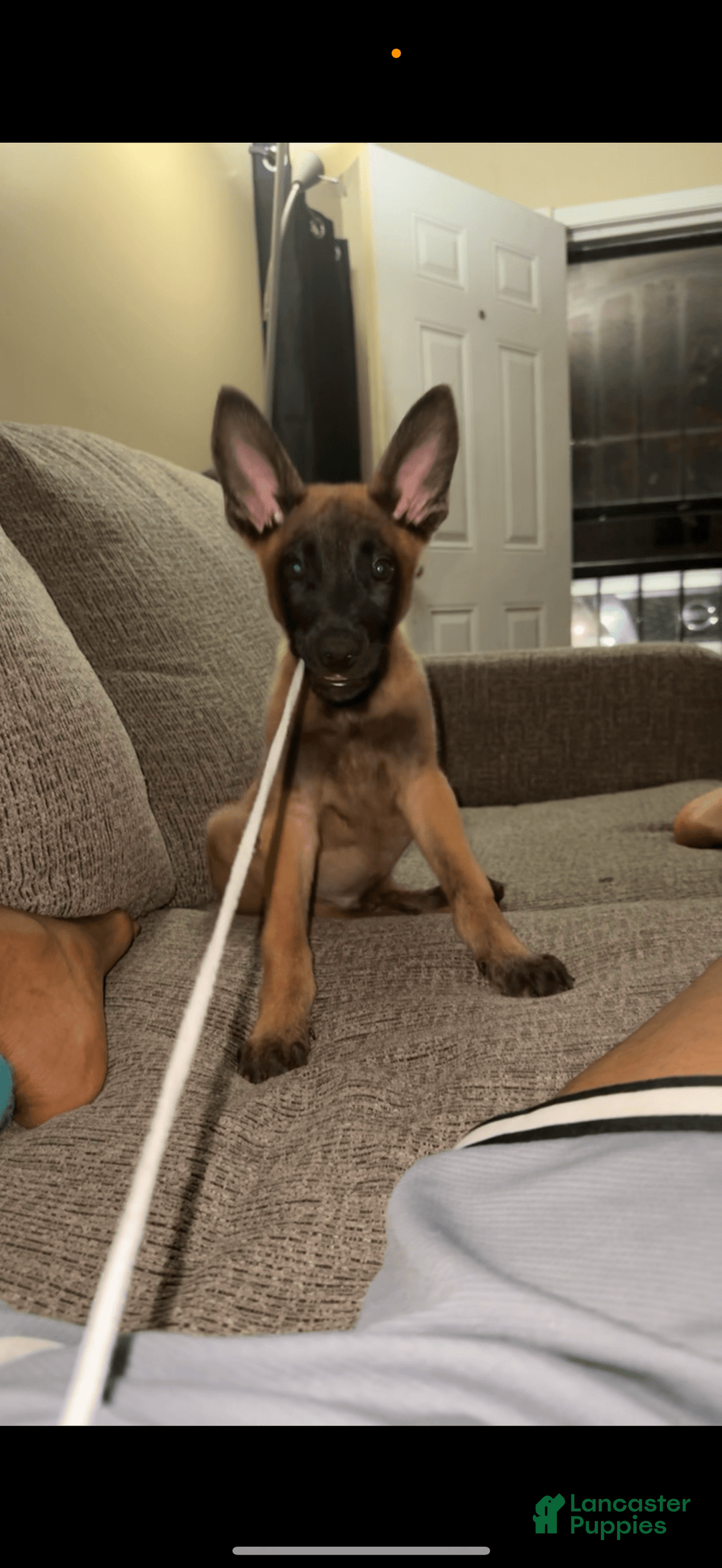 Belgian Malinois dogs for sale: Rex - Image 1