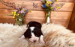 Greater Swiss Mountain Dog dogs for sale: Miss Purple - Image 3