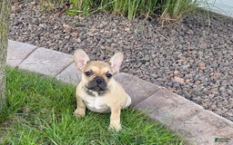 French Bulldog dogs for sale: Sandy - Image 2