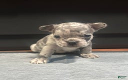 French Bulldog dogs for sale: Gonzo - Image 1