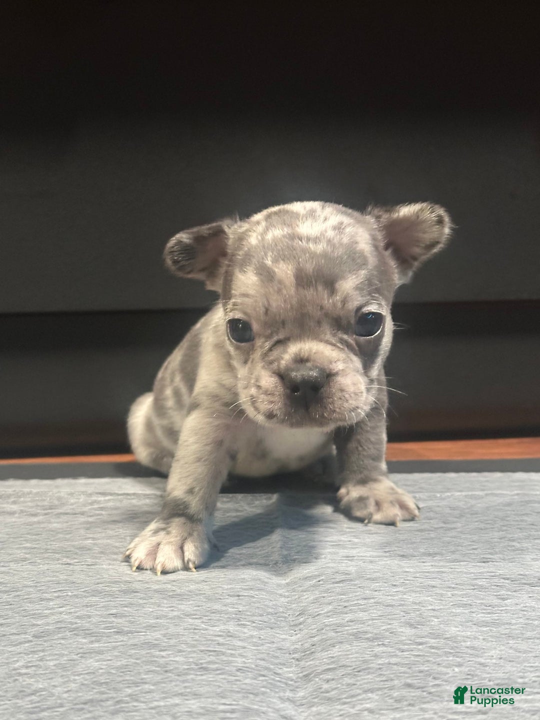French Bulldog dogs for sale: Gonzo - Image 1