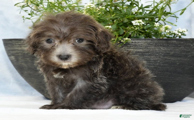 Havapoo dogs for sale - Ad 5