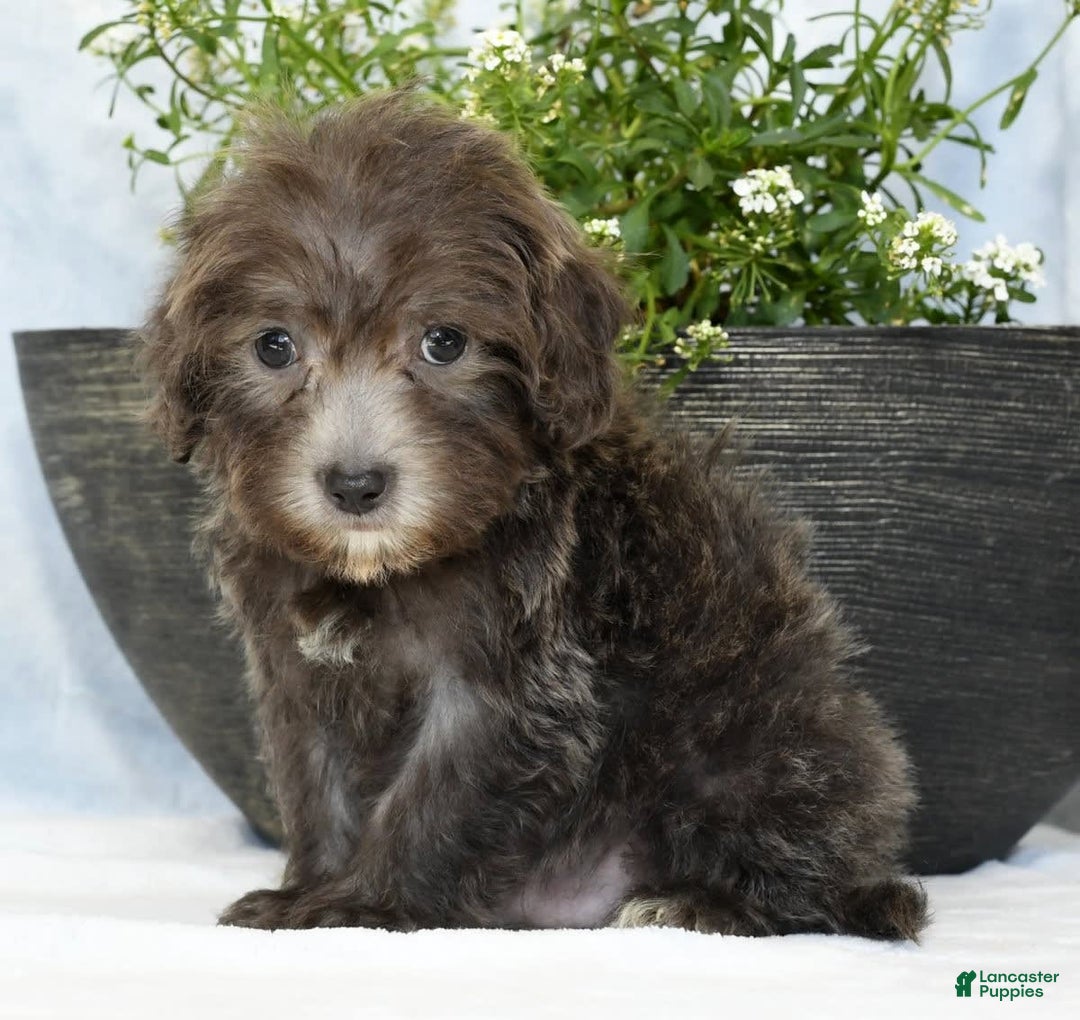 Havapoo dogs for sale: Mayor - Image 8