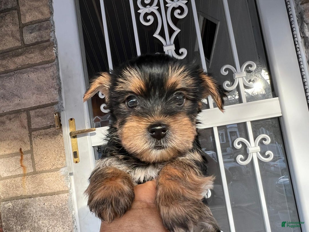 Yorkshire Terrier dogs for sale: Milo - Image 5