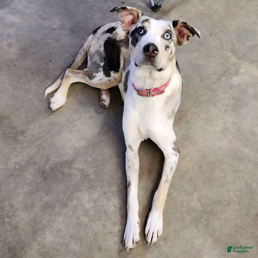 Catahoula Leopard Dog dogs for sale: Zealand - Image 8