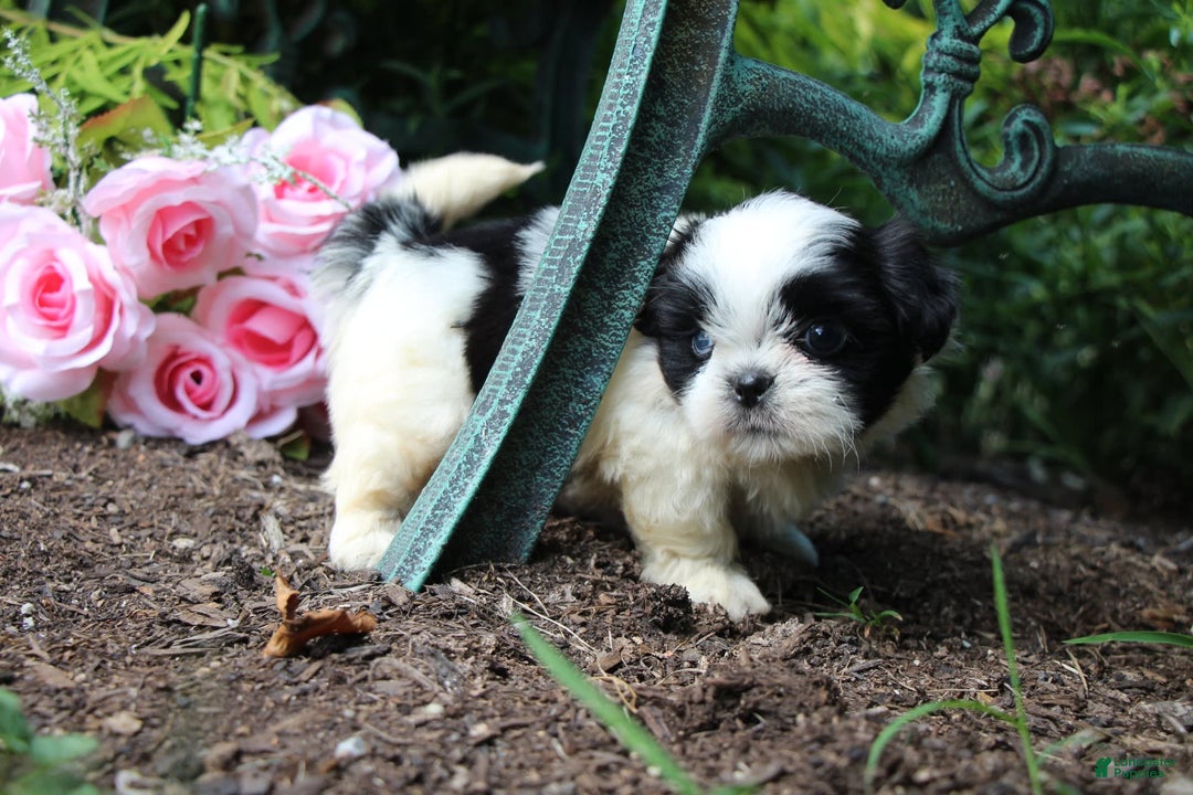 Shih Tzu dogs for sale: Anna - Image 6