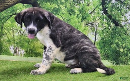 Anatolian Shepherd dogs for sale: AKC Dusty 2025 Male 4 - Image 4