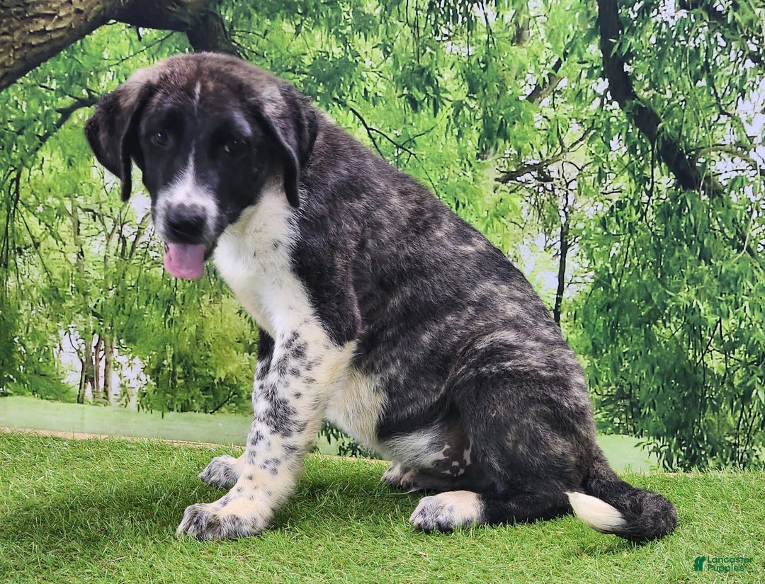 Anatolian Shepherd dogs for sale: AKC Dusty 2025 Male 4 - Image 4