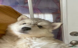 Siberian Husky dogs for sale: Maverick - Image 10
