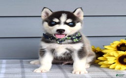 Siberian Husky dogs for sale: Conner - Image 7
