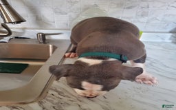 American Pit Bull Terrier dogs for sale: Star - Image 3