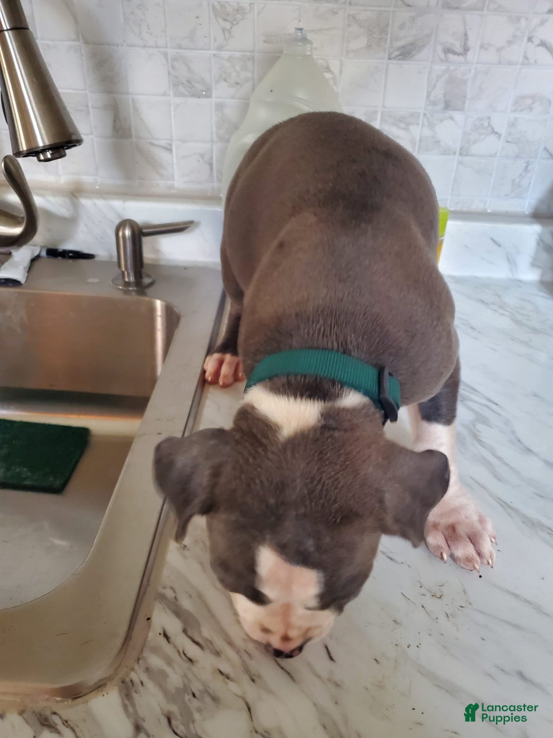 American Pit Bull Terrier dogs for sale: Star - Image 3
