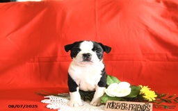 Boston Terrier dogs for sale: Lincoln - Image 4