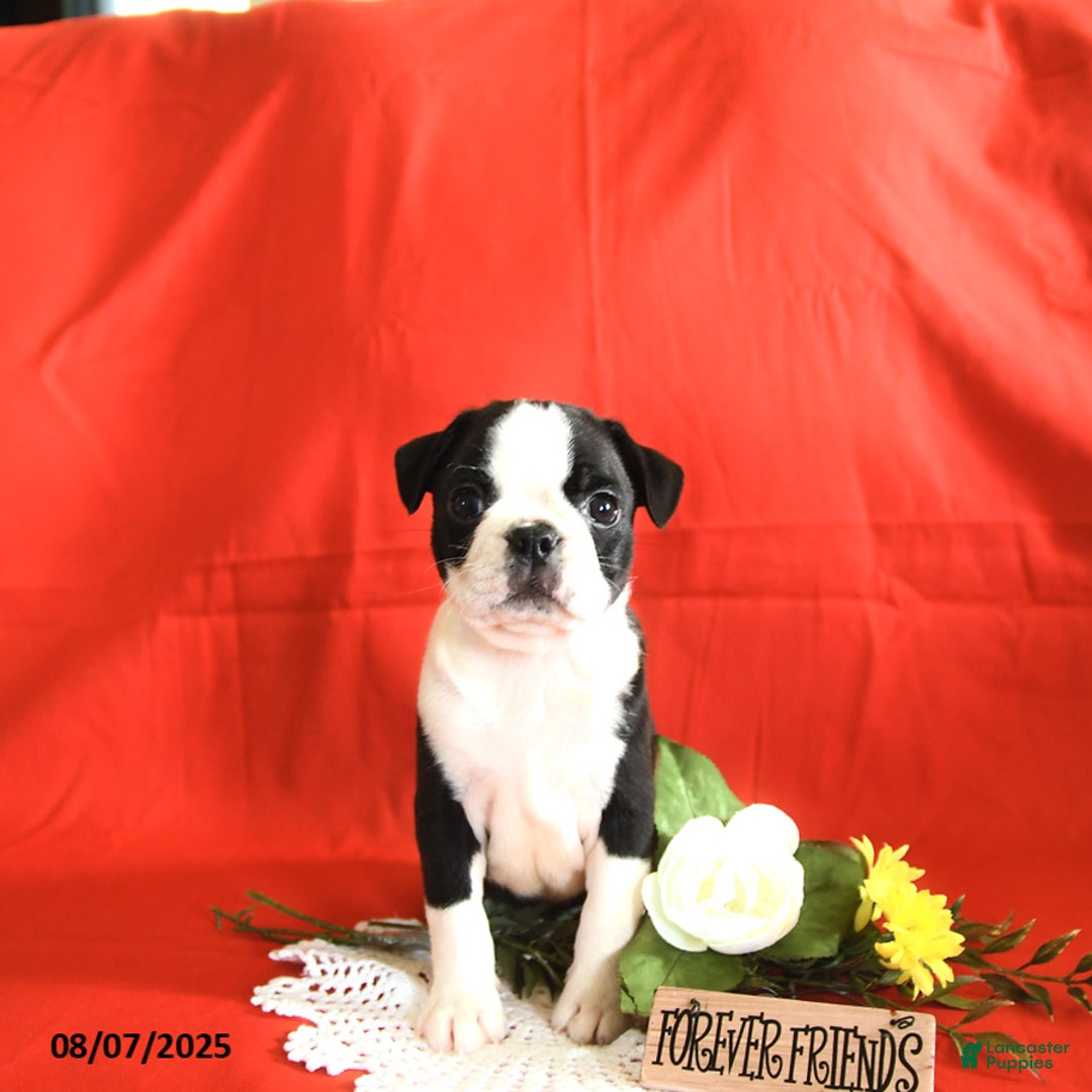 Boston Terrier dogs for sale: Lincoln - Image 4