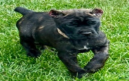 Cane Corso dogs for sale: Bonnie - Image 16
